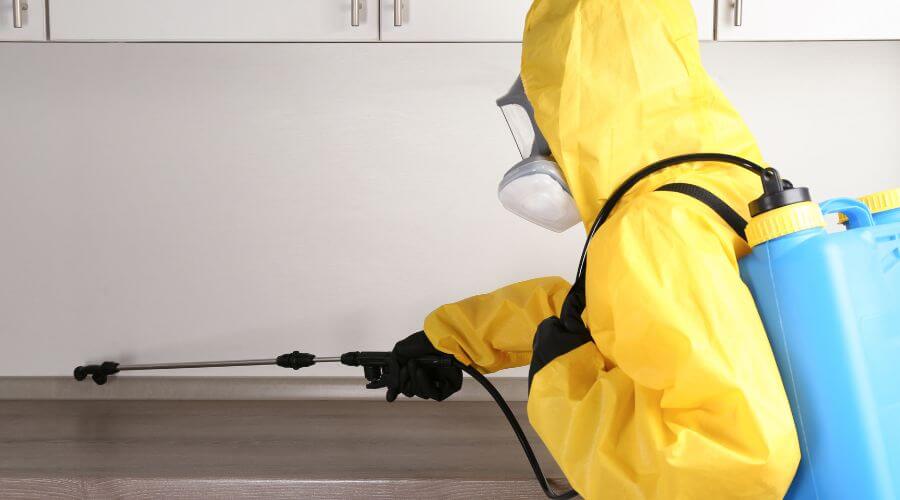 Professional ant control services in Downtown Denton - Ant Control Downtown Denton